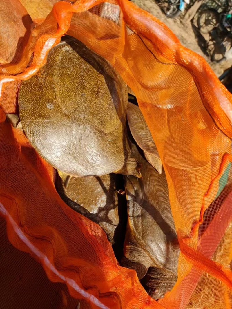 外塘甲鱼，公母都有，全国发货，规格齐全，精品发货