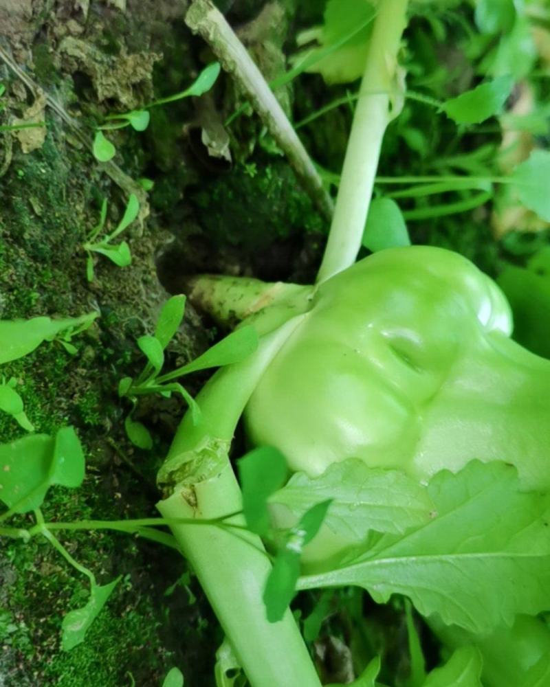 榨菜青成都邛崃市羊安镇。品质保证，清理干净