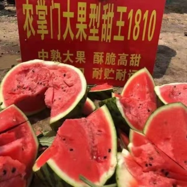 安生1810西瓜种子大量送货上门