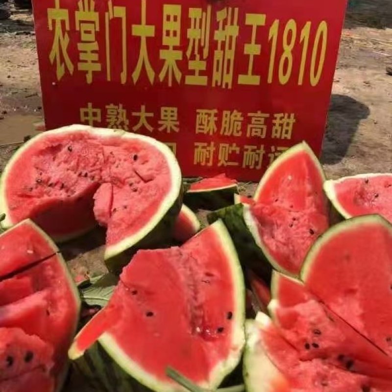 安生1810西瓜种子大量送货上门