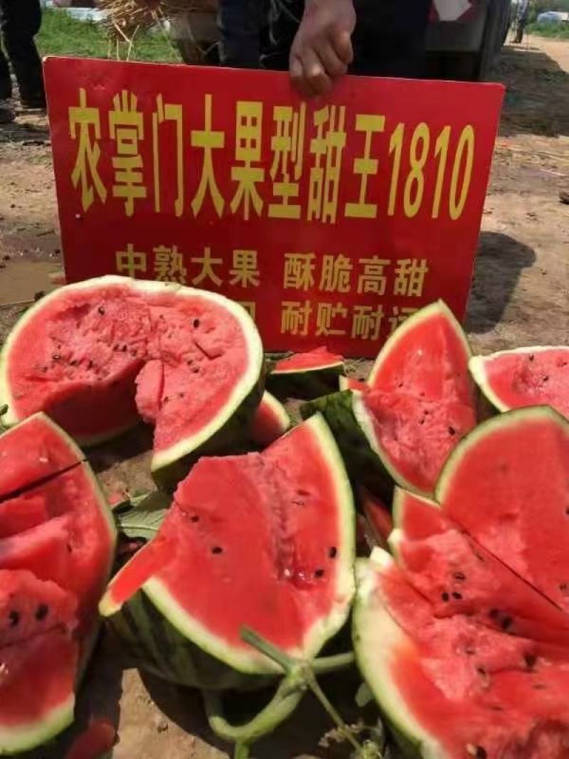 安生1810西瓜种子大量送货上门
