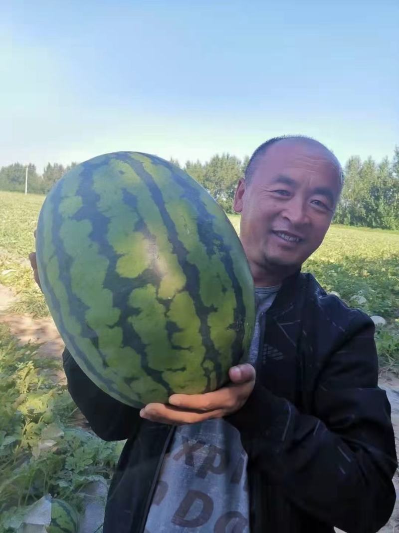 安生1810西瓜种子大量送货上门