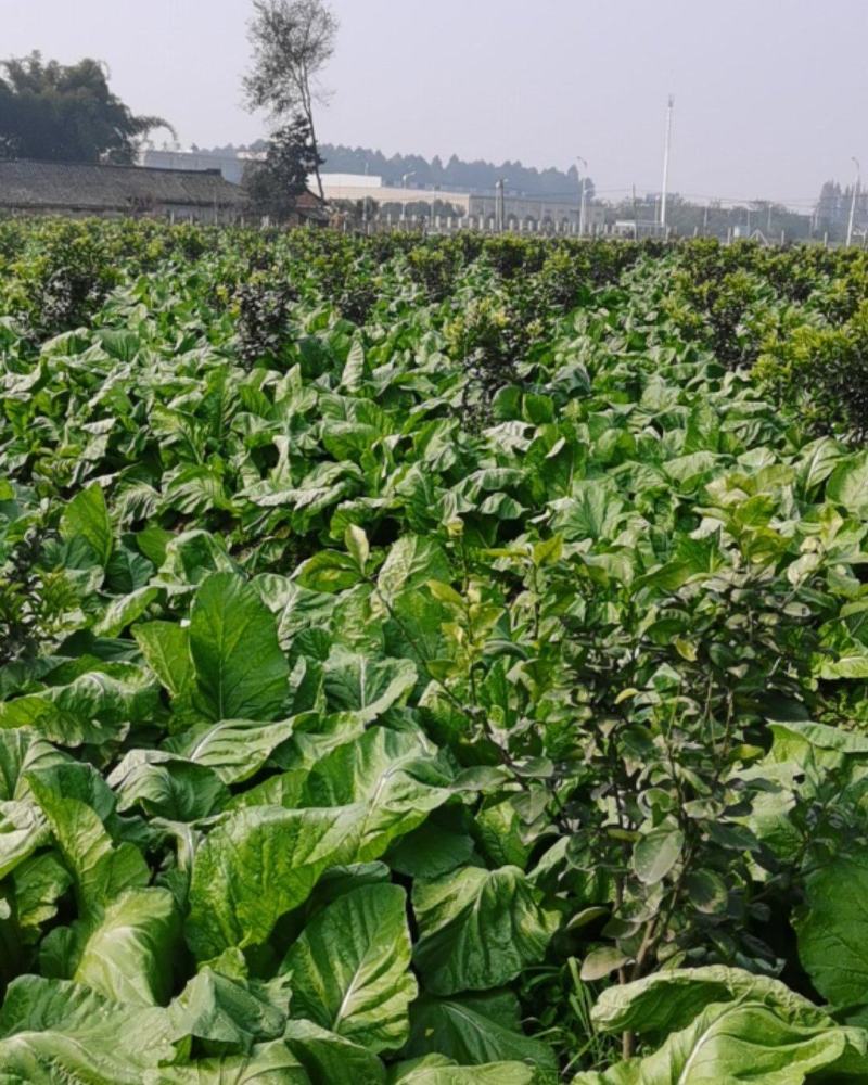 榨菜青成都邛崃市羊安镇。品质保证，清理干净