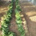 菠菜大叶菠菜河北故城基地直发一手货源可发全国