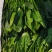 菠菜大叶菠菜河北故城基地直发一手货源可发全国