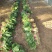 菠菜大叶菠菜河北故城基地直发一手货源可发全国