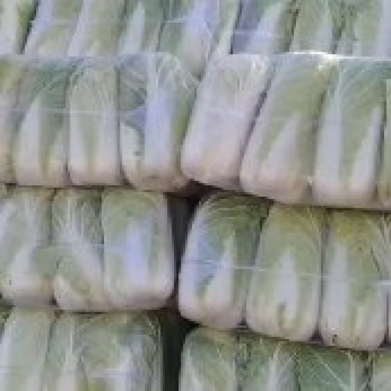精品娃娃菜