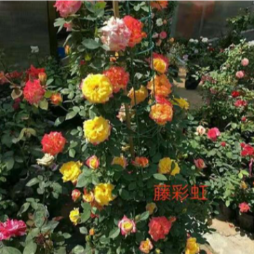 月季裸根苗基地直发品种齐全大花欧月多季开花庭院阳台包