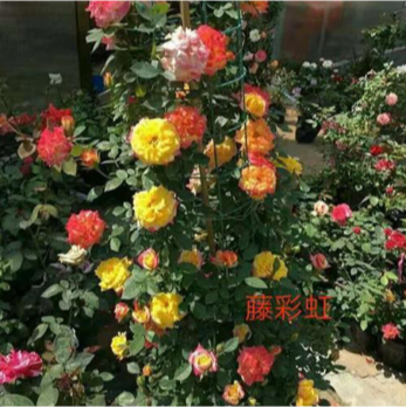 月季裸根苗基地直发品种齐全大花欧月多季开花庭院阳台包