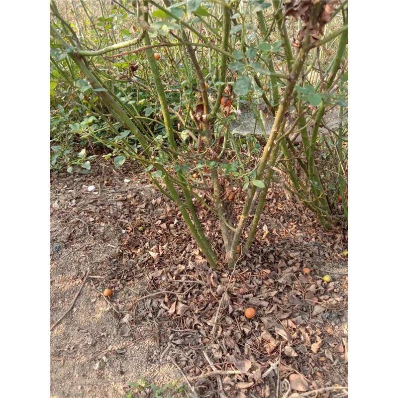 月季裸根苗基地直发品种齐全大花欧月多季开花庭院阳台包