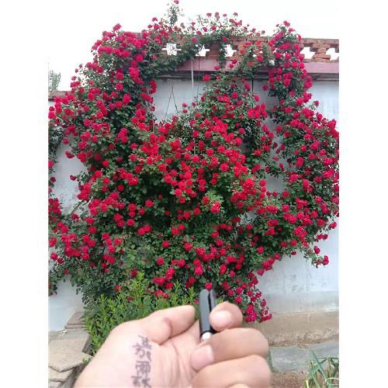 月季裸根苗基地直发品种齐全大花欧月多季开花庭院阳台包