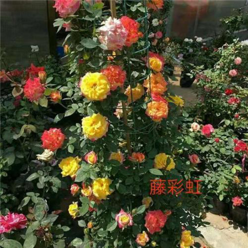 月季裸根苗基地直发品种齐全大花欧月多季开花庭院阳台包