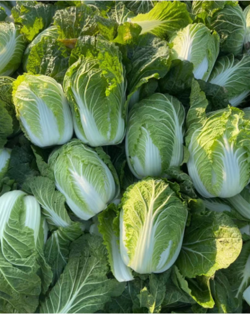 湖北本地白菜产地直销颜色清秀保证质量量大从优