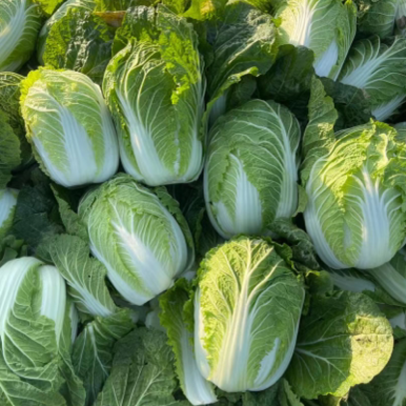 湖北本地白菜产地直销颜色清秀保证质量量大从优
