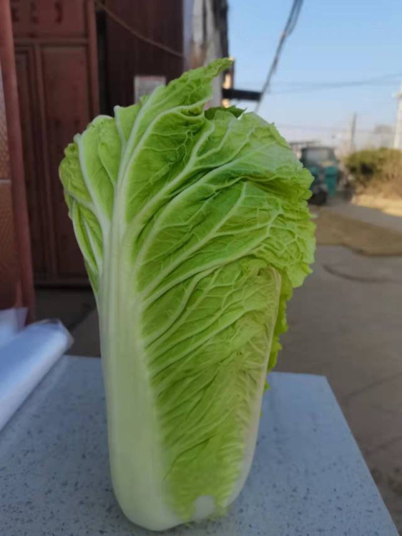 北京新三号大白菜，大量上市中，全国发货，品质保证产地直发