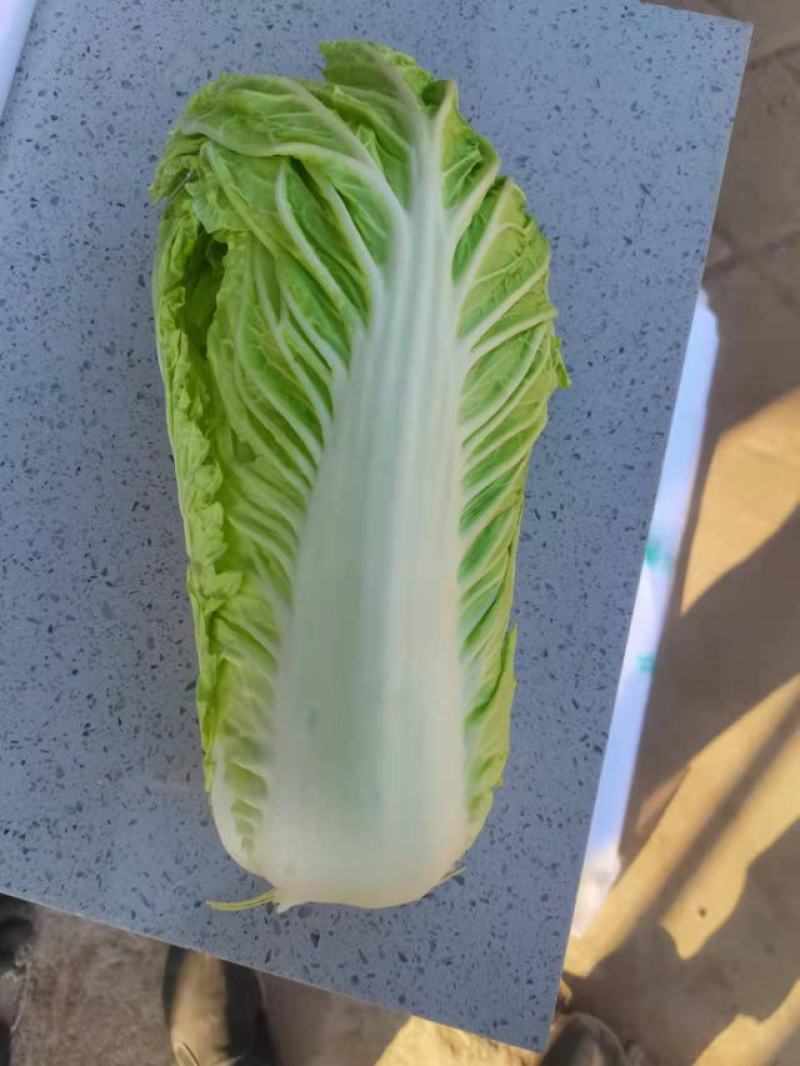 北京新三号大白菜，大量上市中，全国发货，品质保证产地直发