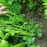 法国皇后芹菜米黄色亮