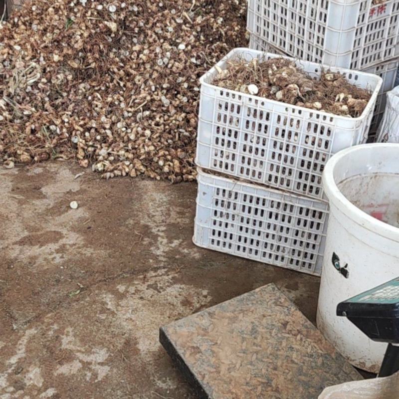 黄精芽头黄精种苗大量上市品质保证，量大价优欢迎联系