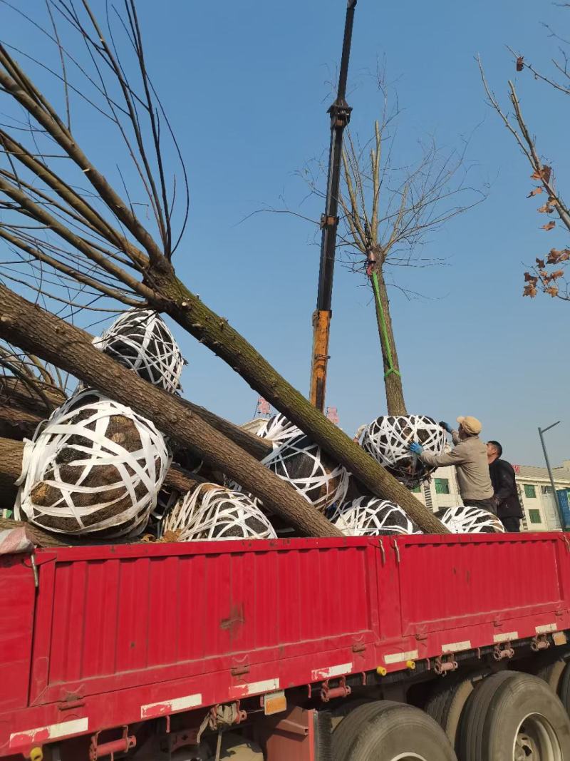 柳树装车江苏省沭阳县基地大量供应无中介商赚差价