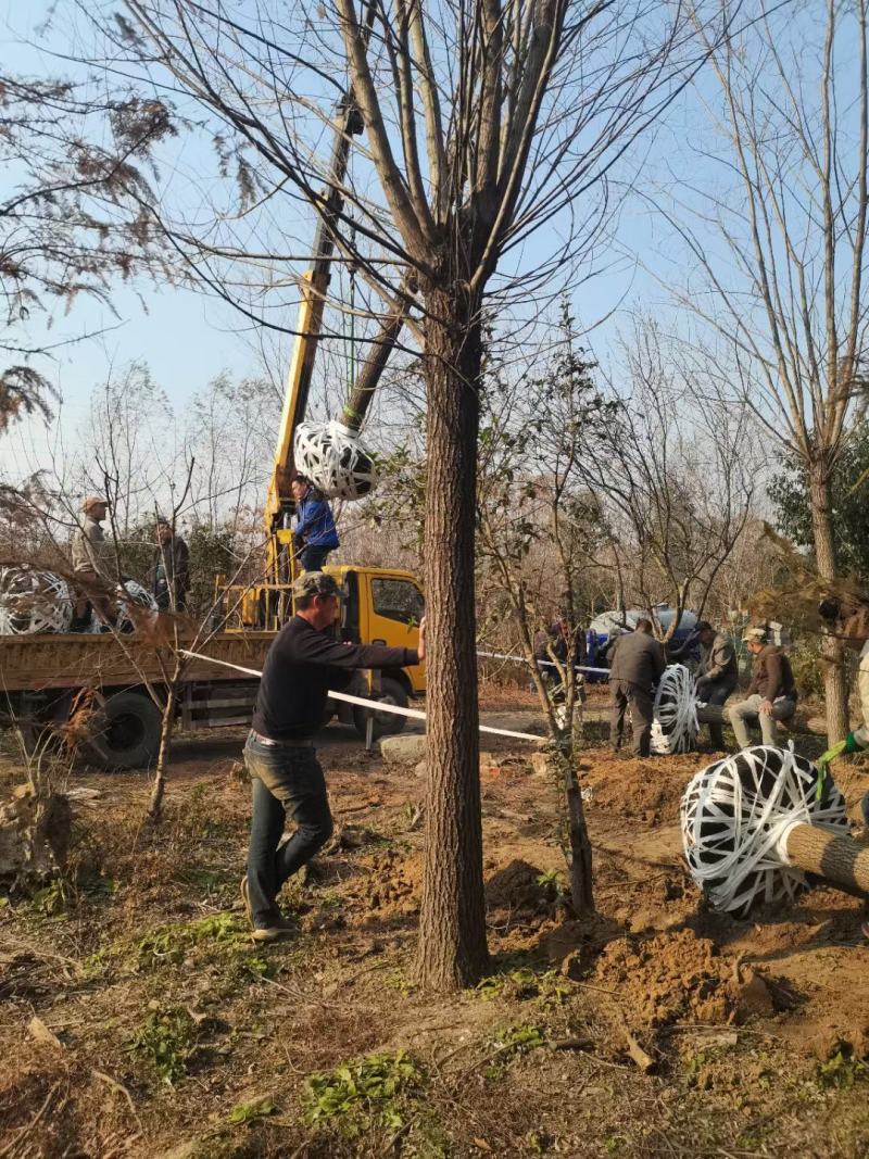 柳树装车江苏省沭阳县基地大量供应无中介商赚差价