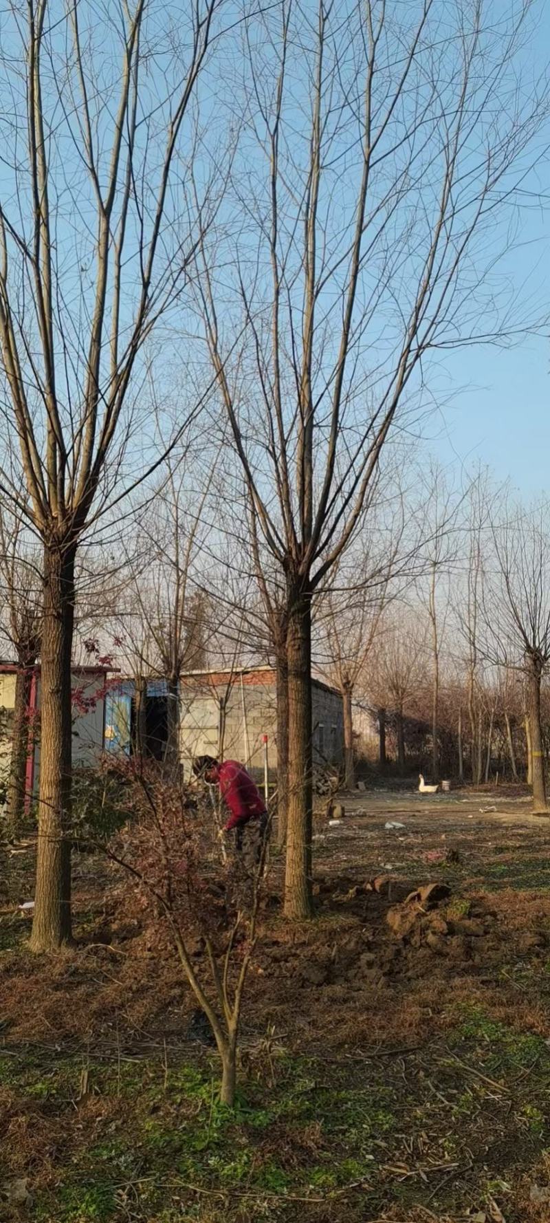 柳树装车江苏省沭阳县基地大量供应无中介商赚差价