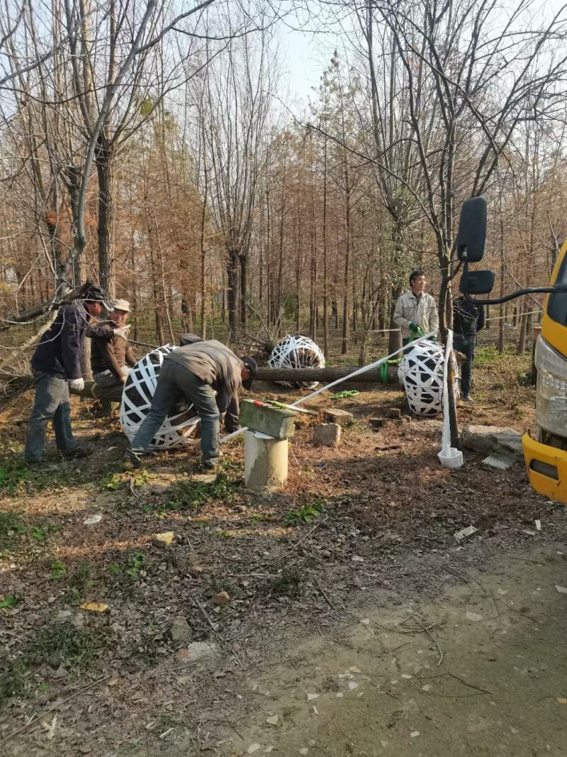 柳树装车江苏省沭阳县基地大量供应无中介商赚差价
