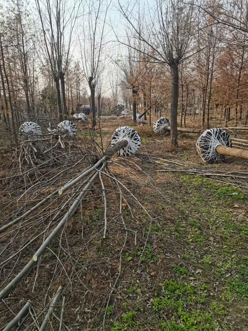 柳树装车江苏省沭阳县基地大量供应无中介商赚差价