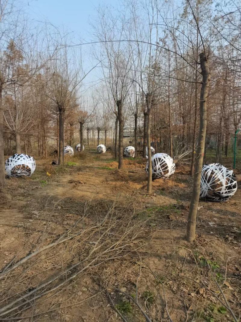 柳树装车江苏省沭阳县基地大量供应无中介商赚差价