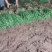 山西运城绛县韭菜头茬二茬，大棚鲜货大叶韭菜
