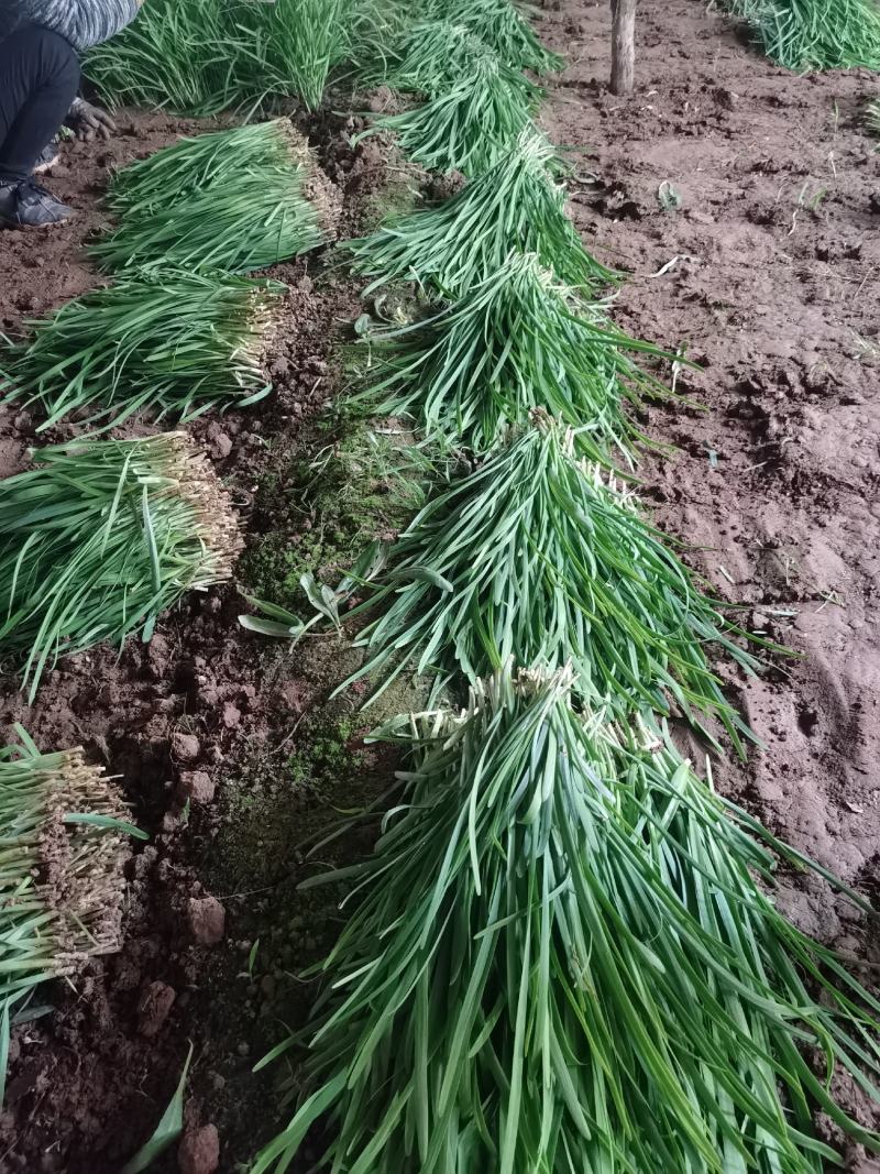 山西运城绛县韭菜头茬二茬，大棚鲜货大叶韭菜