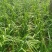 山西运城绛县韭菜头茬二茬，大棚鲜货大叶韭菜