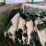 批发零售巴马香猪藏香猪种苗怀孕母猪商品猪质量保证全国发货