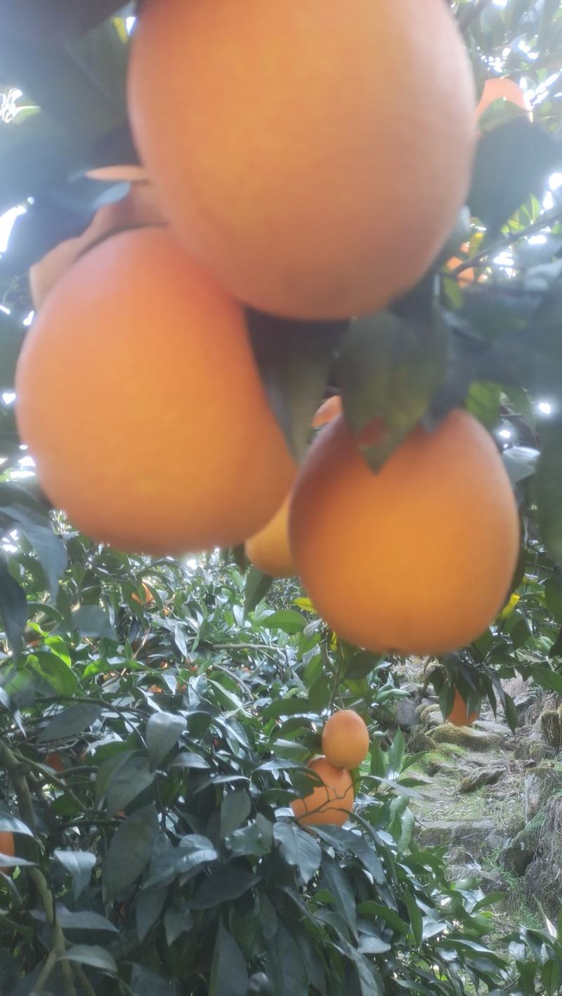 大量供应，纽荷尔脐橙，长虹脐橙，九月红。产地直销
