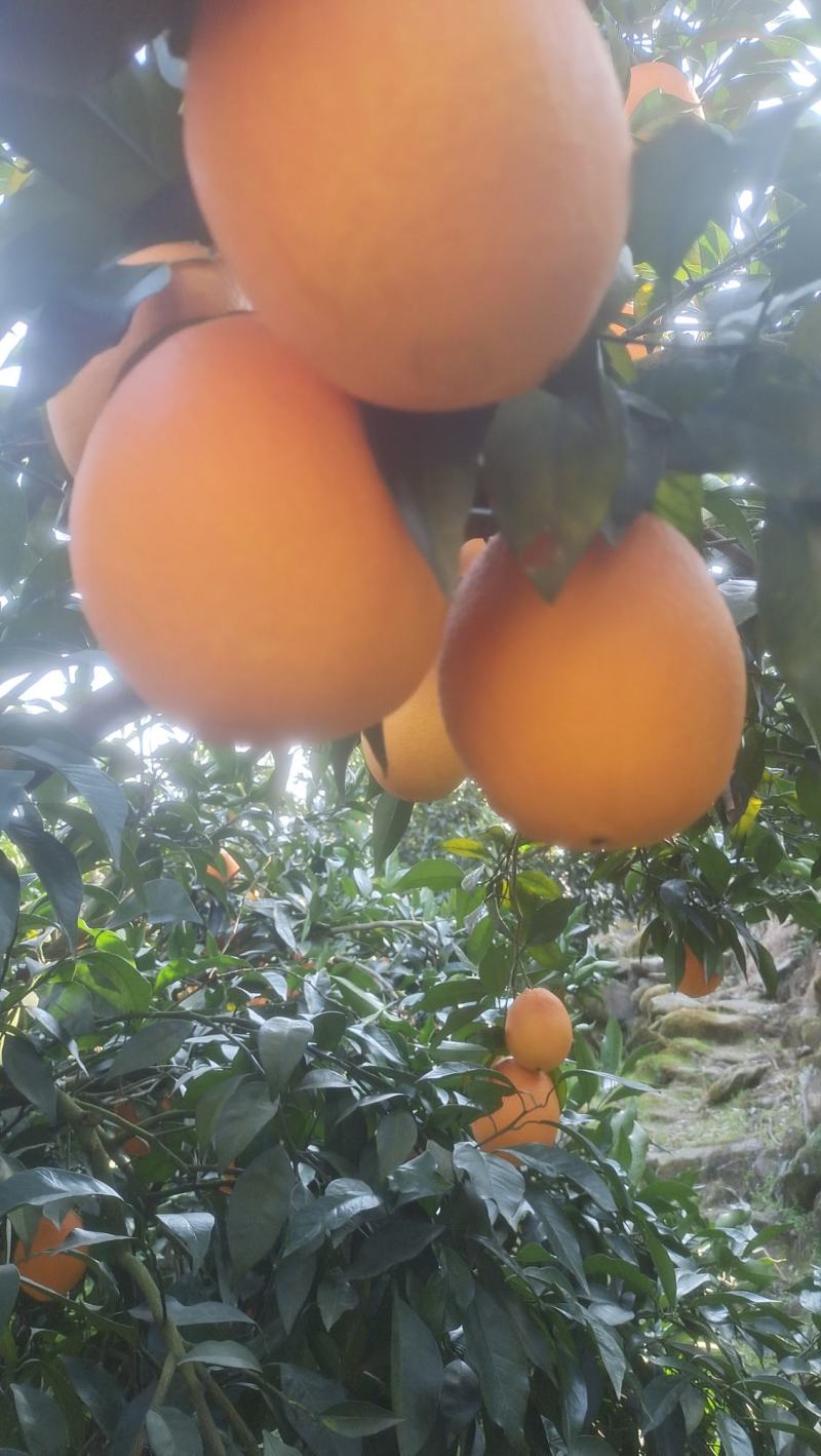 大量供应，纽荷尔脐橙，长虹脐橙，九月红。产地直销