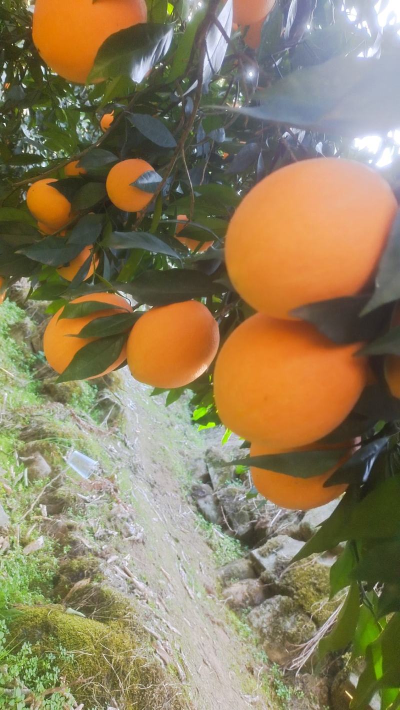 大量供应，纽荷尔脐橙，长虹脐橙，九月红。产地直销