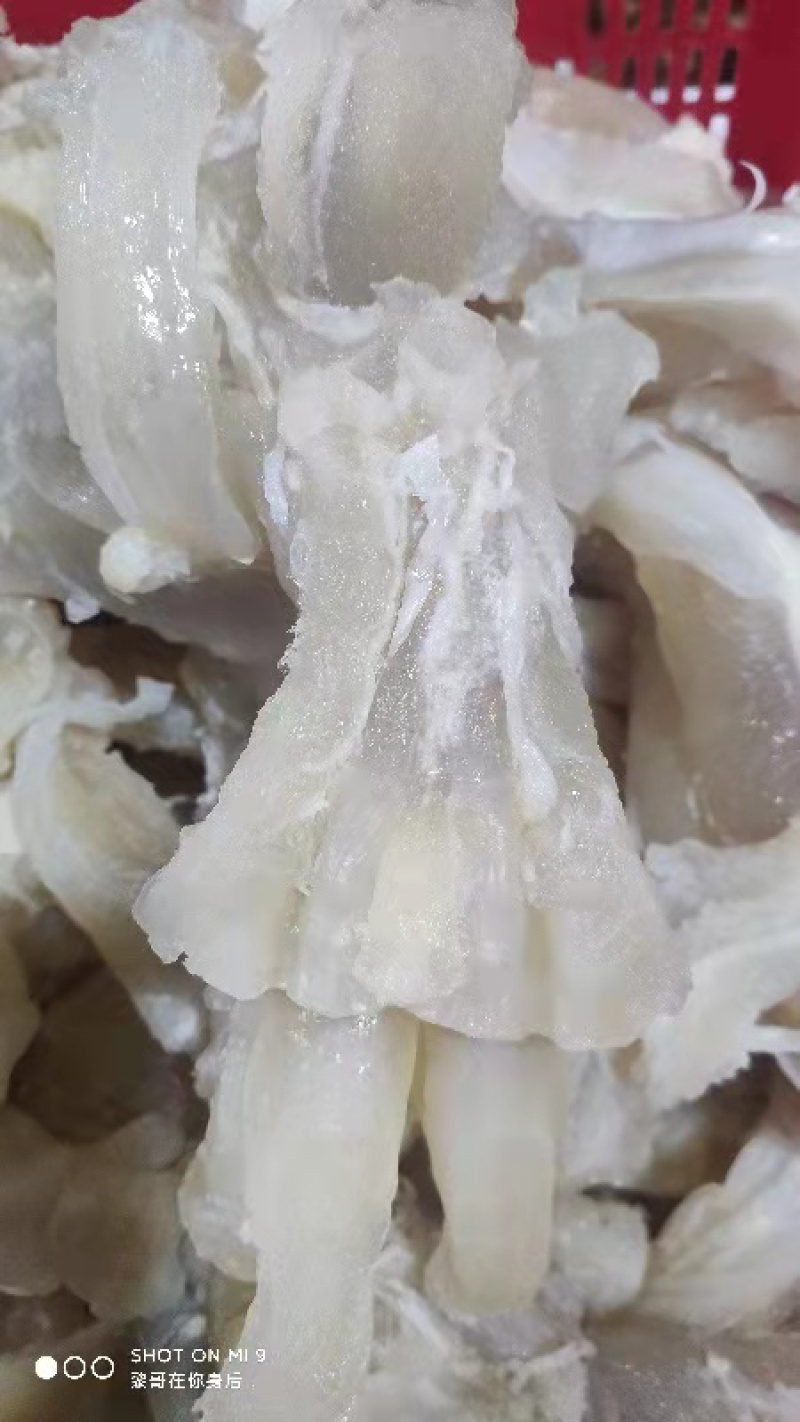 牛筋牛筋牛筋牛筋牛筋牛筋牛筋，清水煮的，不是卤的