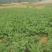 鲜食高山萝卜每个重量0.8-1.8公斤左右