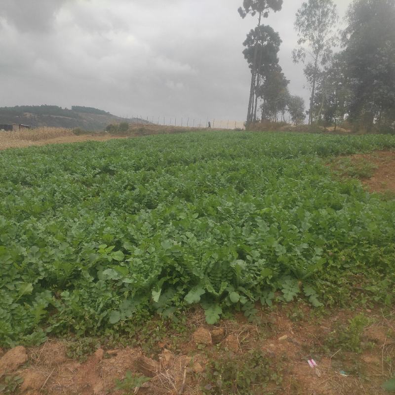鲜食高山萝卜每个重量0.8-1.8公斤左右
