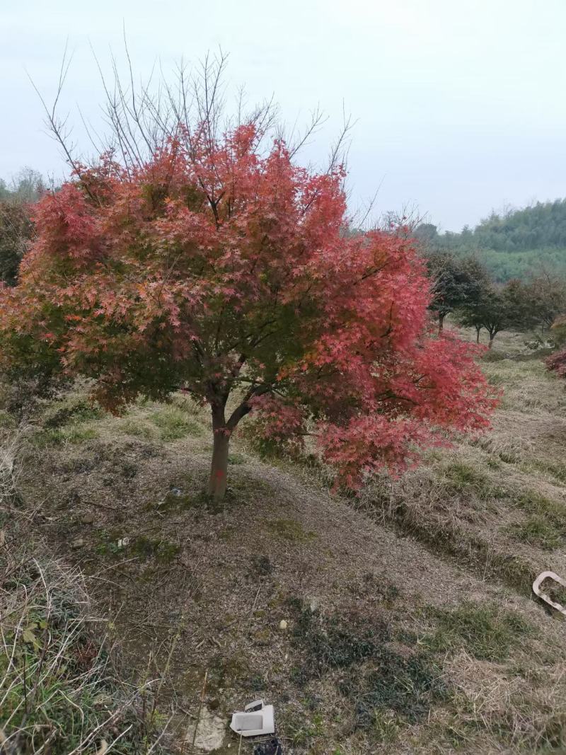 红枫、鸡爪槭各种规格