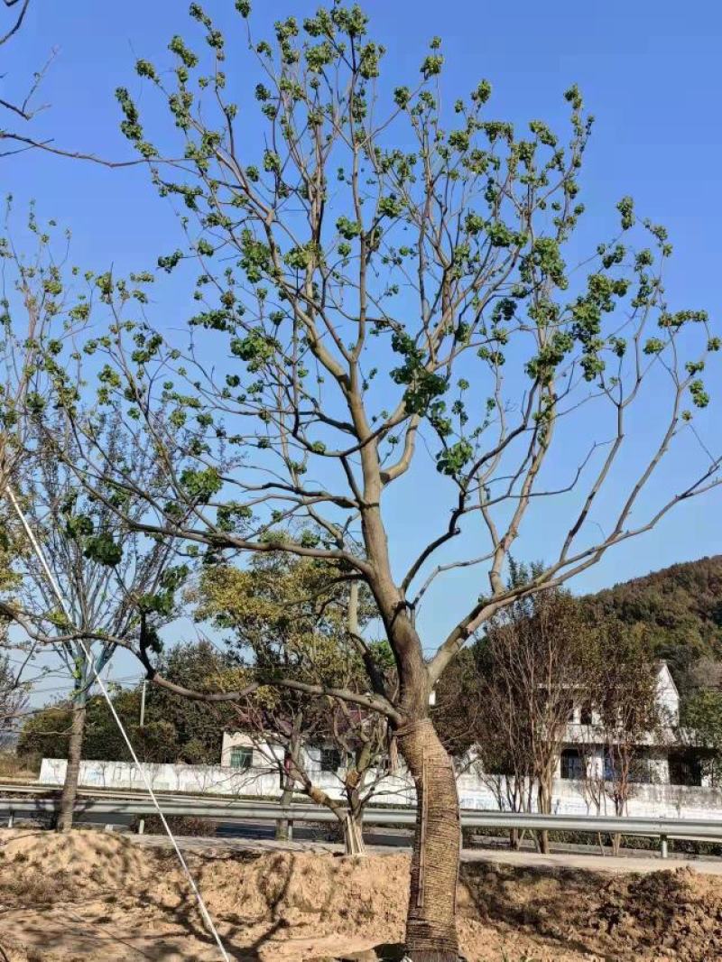 乌桕，苗圃直供精品乌桕规格齐全，量大可以优惠