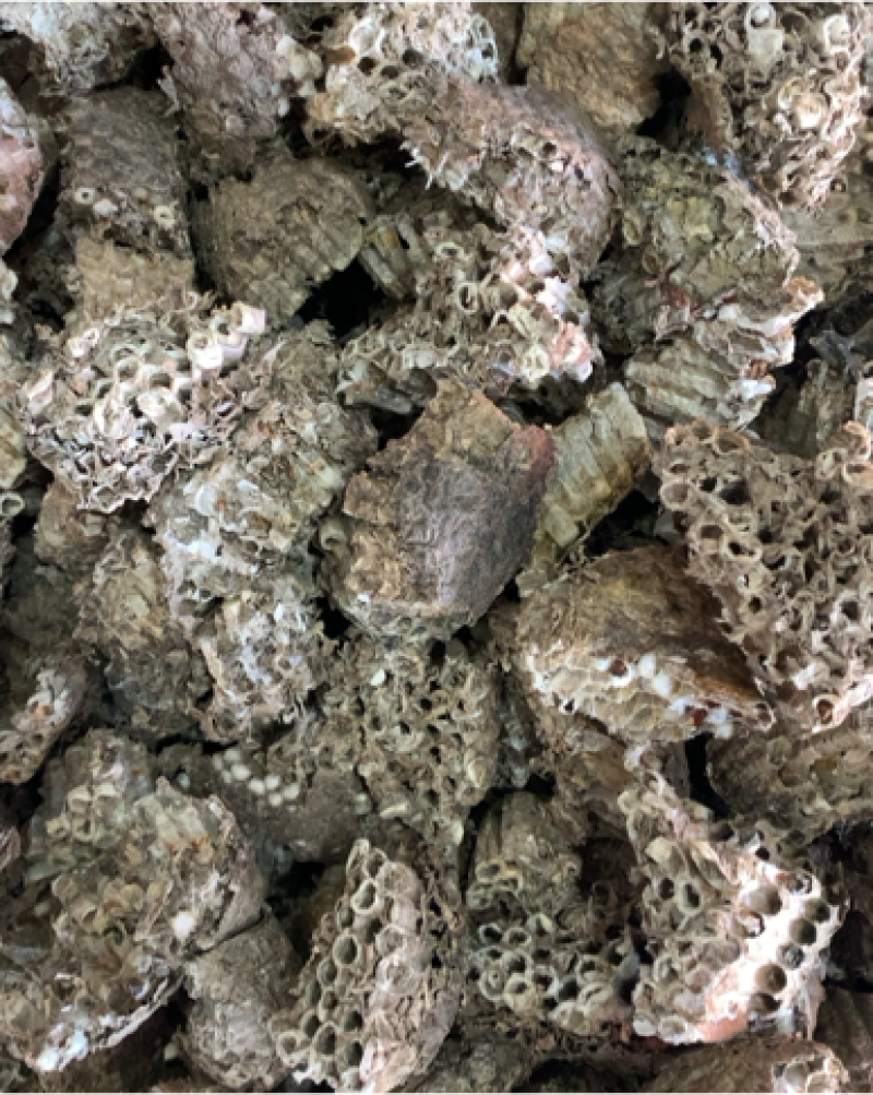 正宗家蜂房蜂窝中药材蜂房马蜂窝500克包邮