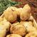 云南精品红土土豆（丽薯6号）（合作88）荷兰15v7