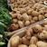 云南精品红土土豆（丽薯6号）（合作88）荷兰15v7