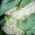 云南高原绿杆有机花菜，精品松花，量大从优。