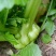 大量榨菜上市有需要的老板随时联系
