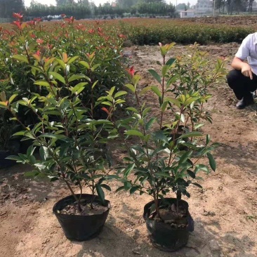 红叶石楠杯苗江苏沭阳基地直供无中间商有需要的联系我