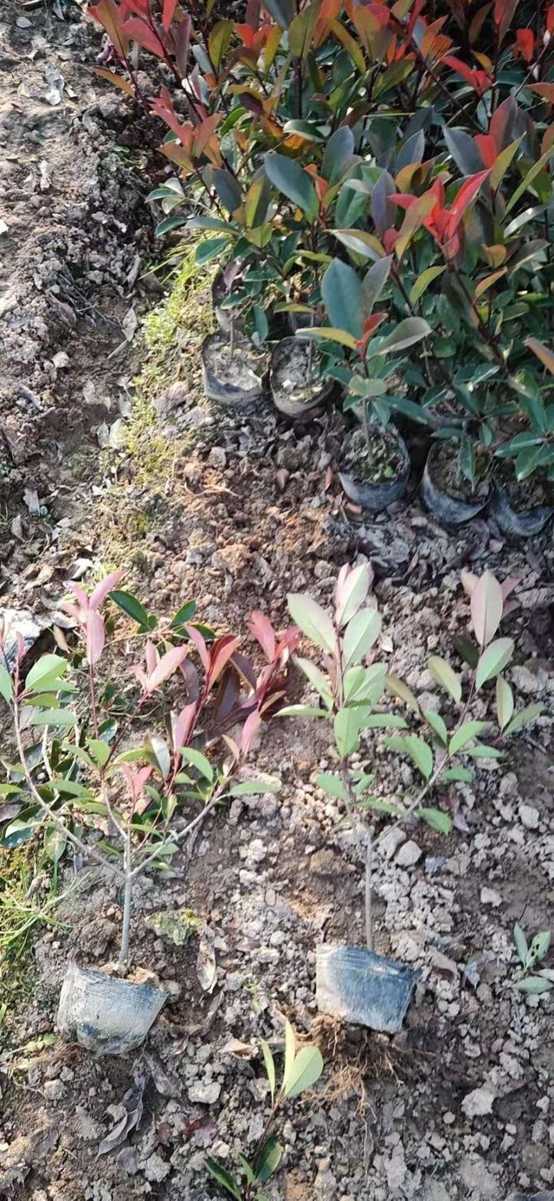 红叶石楠杯苗江苏沭阳基地直供无中间商有需要的联系我