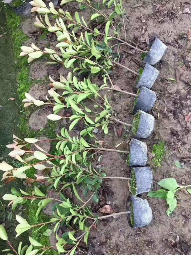 红叶石楠杯苗江苏沭阳基地直供无中间商有需要的联系我