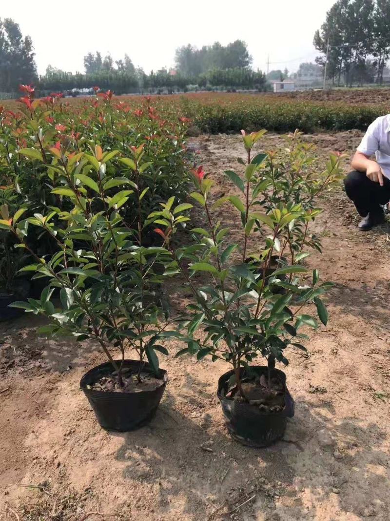 红叶石楠杯苗江苏沭阳基地直供无中间商有需要的联系我