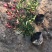 红叶石楠杯苗江苏沭阳基地直供无中间商有需要的联系我